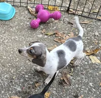 Petite Blue Dapple pie, a female Miniature Dachshund for sale in Boonville, MO – Photo 2 of 6