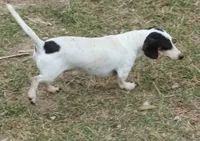 Petite Blue Dapple pie, a female Miniature Dachshund for sale in Boonville, MO – Photo 6 of 6
