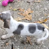 Petite Blue Dapple pie, a female Miniature Dachshund for sale in Boonville, MO – Photo 3 of 6