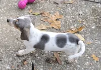 Petite Blue Dapple pie, a female Miniature Dachshund for sale in Boonville, MO – Photo 3 of 6