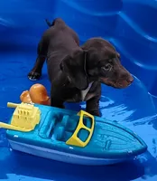Hershey, a male Miniature Dachshund for sale in Boonville, MO – 2 of 8