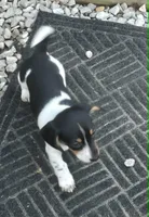 Sassy AKC/Pet, a female Miniature Dachshund for sale in Boonville, MO – 2 of 5