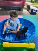 Elvis, a male Miniature Dachshund for sale in Boonville, MO – 4 of 4