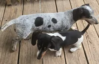 Roxy, a female Miniature Dachshund for sale in Boonville, MO – 9 of 9