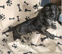 rare black brindle, a male Miniature Dachshund for sale in Boonville, MO – 3 of 6