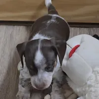 Cocoa petite, a male Miniature Dachshund for sale in Boonville, MO – Photo 5 of 8