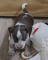 Cocoa petite, a male Miniature Dachshund for sale in Boonville, MO – Photo 3 of 10