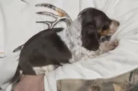 Cocoa petite, a male Miniature Dachshund for sale in Boonville, MO – Photo 8 of 10