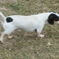Cocoa petite, a male Miniature Dachshund for sale in Boonville, MO – Photo 7 of 8