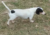 Cocoa petite, a male Miniature Dachshund for sale in Boonville, MO – Photo 10 of 10