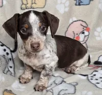 Cocoa petite, a male Miniature Dachshund for sale in Boonville, MO – Photo 1 of 8