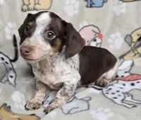 Cocoa petite, a male Miniature Dachshund for sale in Boonville, MO – Photo 2 of 8