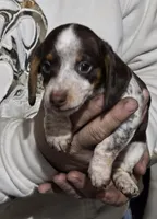 Cocoa petite, a male Miniature Dachshund for sale in Boonville, MO – Photo 6 of 10