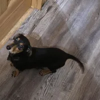 Cocoa petite, a male Miniature Dachshund for sale in Boonville, MO – Photo 8 of 8