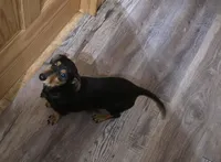 Cocoa petite, a male Miniature Dachshund for sale in Boonville, MO – Photo 9 of 10