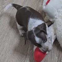 Cocoa petite, a male Miniature Dachshund for sale in Boonville, MO – Photo 6 of 8