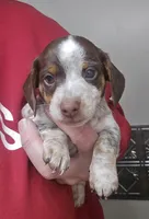 Cocoa petite, a male Miniature Dachshund for sale in Boonville, MO – Photo 5 of 10