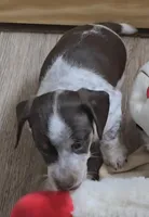 Cocoa petite, a male Miniature Dachshund for sale in Boonville, MO – Photo 2 of 10