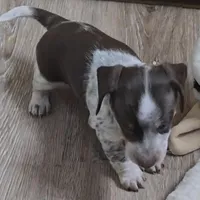 Cocoa petite, a male Miniature Dachshund for sale in Boonville, MO – Photo 4 of 8