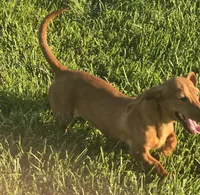 Ruby, a female Miniature Dachshund for sale in Boonville, MO – 2 of 6