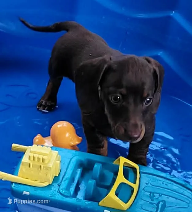 Hershey – Miniature Dachshund puppy for sale in Boonville, MO