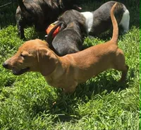 Carmel, a female Miniature Dachshund for sale in Boonville, MO – 4 of 4