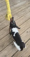 Roxy, a female Miniature Dachshund for sale in Boonville, MO – 8 of 9