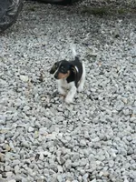 Sassy AKC/Pet, a female Miniature Dachshund for sale in Boonville, MO – 5 of 5