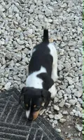 Sassy AKC/Pet, a female Miniature Dachshund for sale in Boonville, MO – 4 of 5
