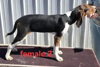 Reg'd or pet, a female Treeing Walker Coonhound for sale in Boonville, MO – Photo 1 of 4