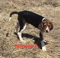 Reg'd or pet, a female Treeing Walker Coonhound for sale in Boonville, MO – Photo 2 of 4