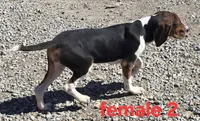 Reg'd or pet, a female Treeing Walker Coonhound for sale in Boonville, MO – Photo 3 of 4