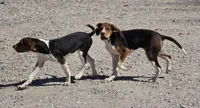 Reg'd or pet, a female Treeing Walker Coonhound for sale in Boonville, MO – Photo 4 of 4