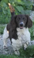Juliet, a female Miniature Dachshund for sale in Boonville, MO – 2 of 2