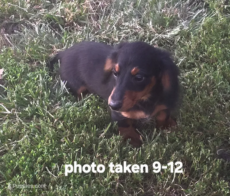 Elvis – Miniature Dachshund puppy for sale in Boonville, MO