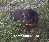 Elvis, a male Miniature Dachshund for sale in Boonville, MO – 1 of 8