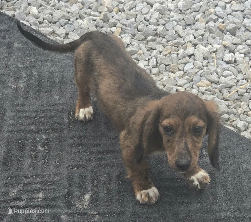 Beau dapple/brindle – Miniature Dachshund puppy for sale in Boonville, MO
