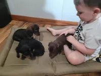 Hershey, a male Miniature Dachshund for sale in Boonville, MO – 7 of 8