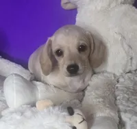 Petite cream, a male Miniature Dachshund for sale in Boonville, MO – Photo 1 of 8