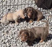Petite cream, a male Miniature Dachshund for sale in Boonville, MO – Photo 8 of 8