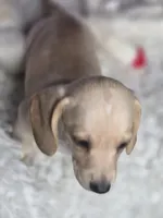 Petite cream, a male Miniature Dachshund for sale in Boonville, MO – Photo 5 of 8