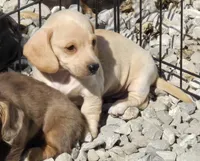 Petite cream, a male Miniature Dachshund for sale in Boonville, MO – Photo 7 of 8