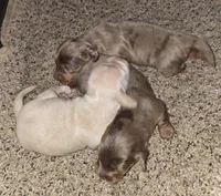 Petite cream, a male Miniature Dachshund for sale in Boonville, MO – Photo 6 of 8