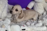 Petite cream, a male Miniature Dachshund for sale in Boonville, MO – Photo 2 of 8