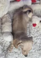 Petite cream, a male Miniature Dachshund for sale in Boonville, MO – Photo 4 of 8