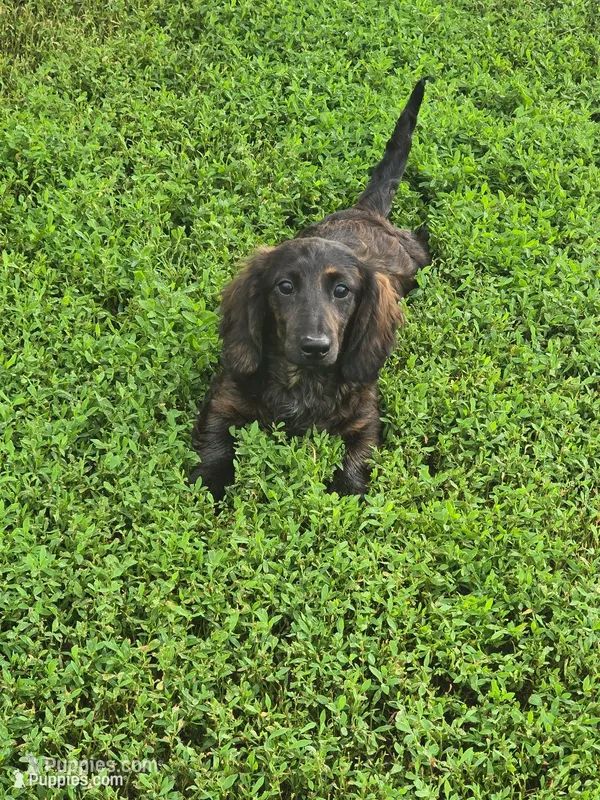 rare black brindle – Miniature Dachshund puppy for sale in Boonville, MO
