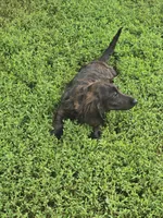 Romeo, a male Miniature Dachshund for sale in Boonville, MO – 2 of 9