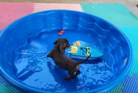 Hershey, a male Miniature Dachshund for sale in Boonville, MO – 4 of 8