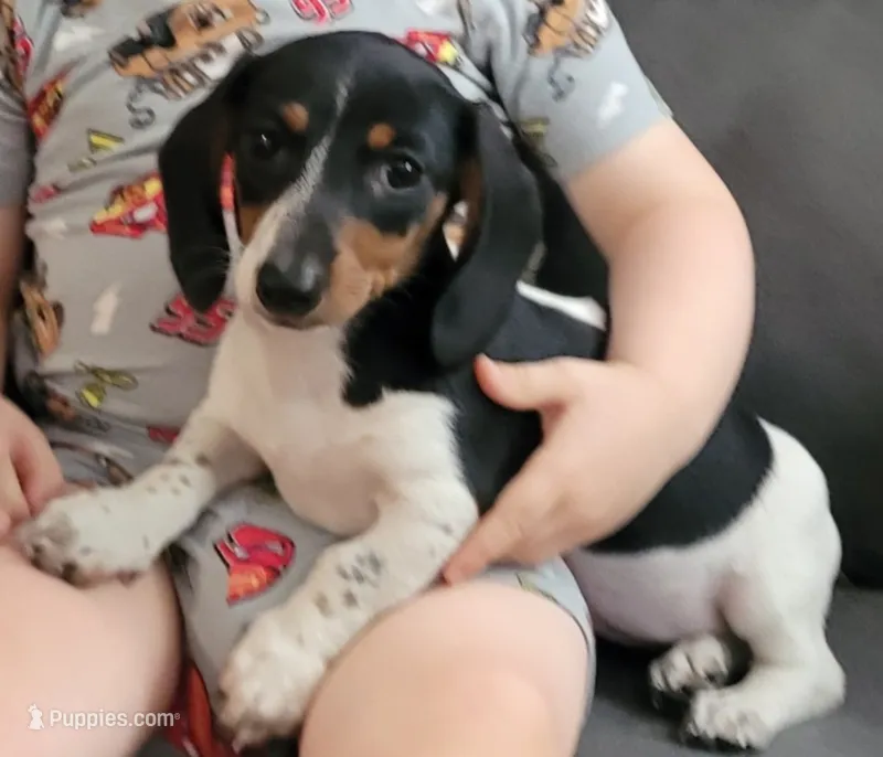 Roxy – Miniature Dachshund puppy for sale in Boonville, MO