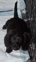 rare black brindle, a male Miniature Dachshund for sale in Boonville, MO – 6 of 6